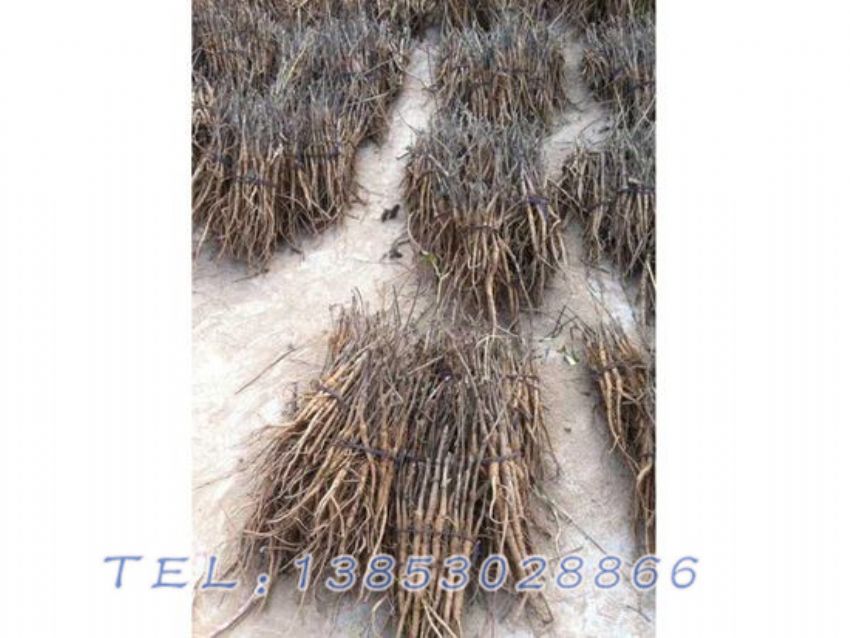 点击查看详细信息<br>标题：二年生油用牡丹苗 阅读次数：1006