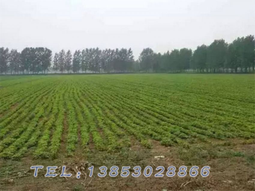 点击查看详细信息<br>标题：油用牡丹苗 阅读次数：912