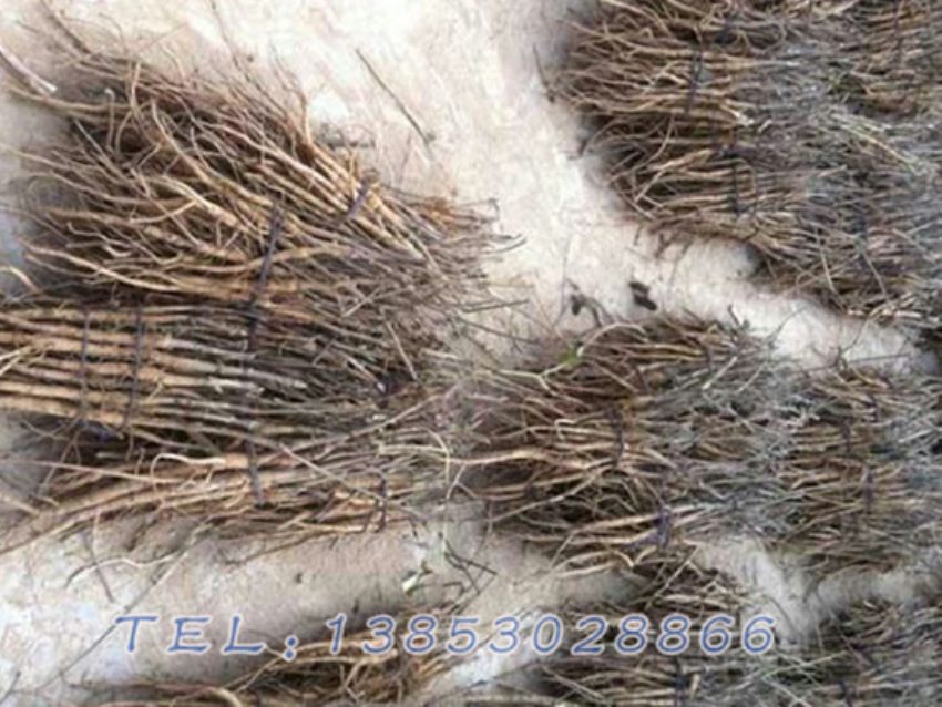 点击查看详细信息<br>标题：油用牡丹苗 阅读次数：952