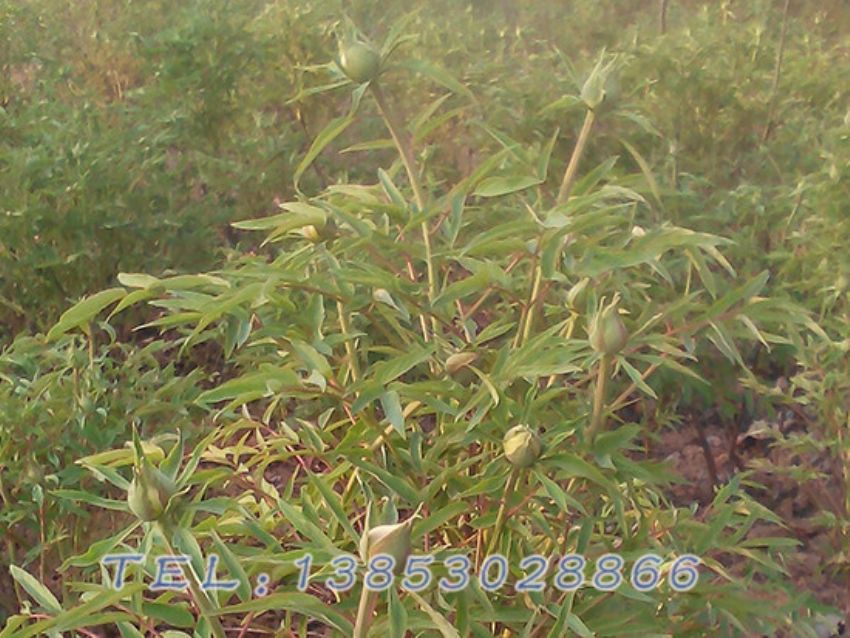 点击查看详细信息<br>标题：油用牡丹3-4苗 阅读次数：838