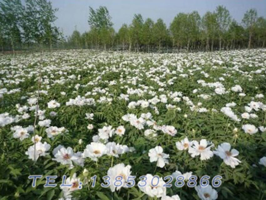 点击查看详细信息<br>标题：油用牡丹 阅读次数：843