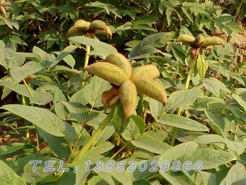 点击查看详细信息<br>标题：油用牡丹 阅读次数：883