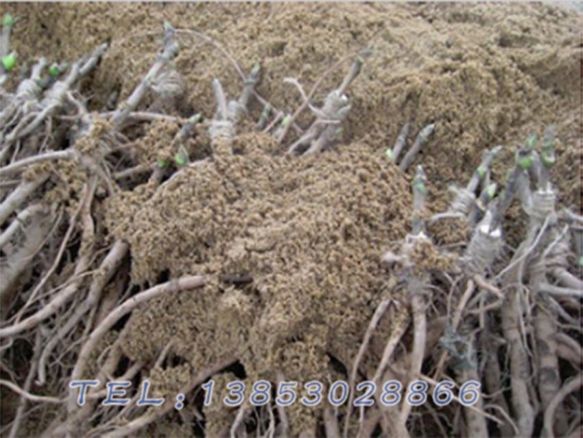 点击查看详细信息<br>标题：观赏牡丹苗 阅读次数：1500