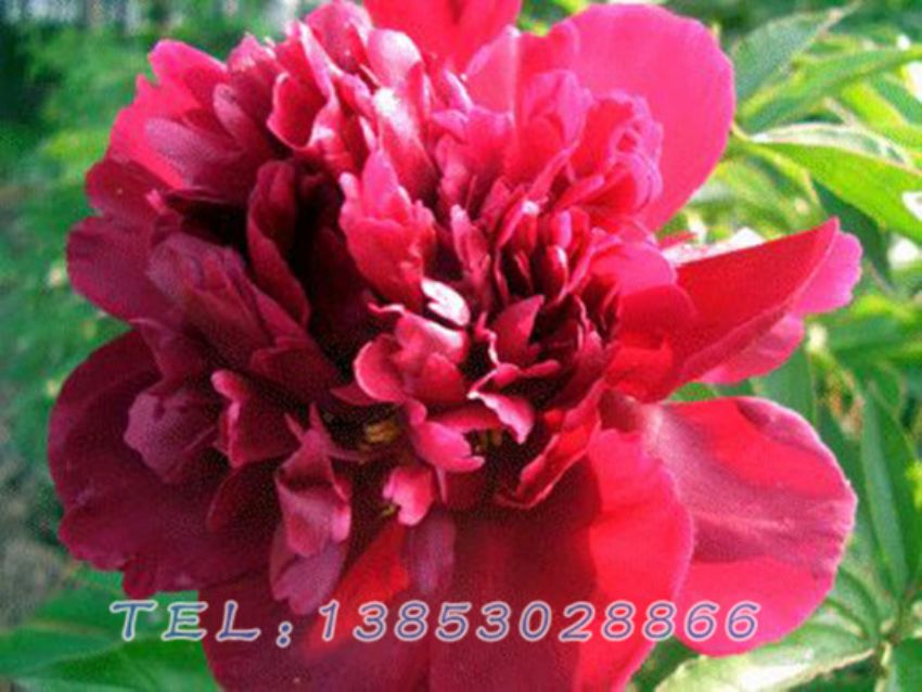 点击查看详细信息<br>标题：黑色芍药 阅读次数：1053