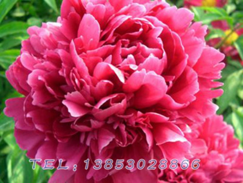 点击查看详细信息<br>标题：黑色芍药 阅读次数：1022