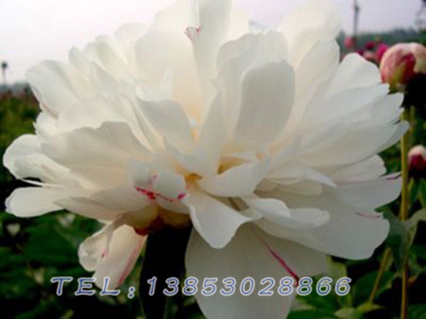 点击查看详细信息<br>标题：粉色芍药 阅读次数：1632