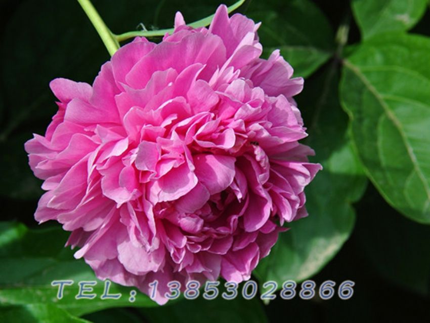 点击查看详细信息<br>标题：粉色芍药 阅读次数：1740