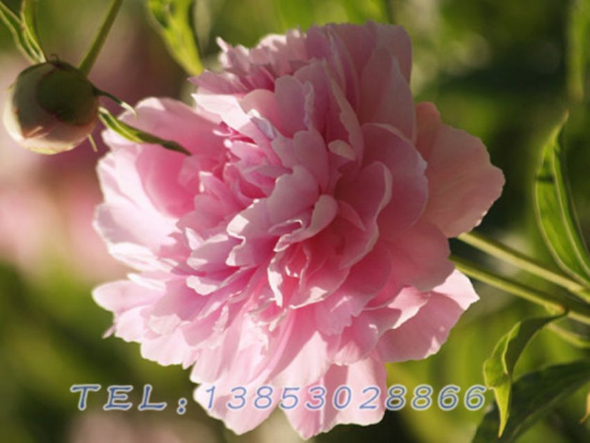 点击查看详细信息<br>标题：粉色芍药 阅读次数：1692
