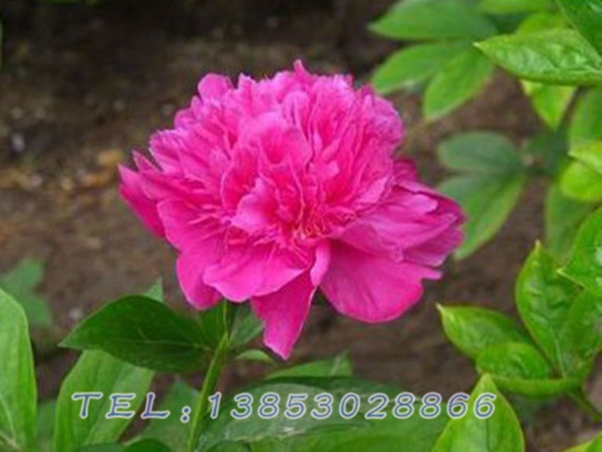 点击查看详细信息<br>标题：紫色芍药 阅读次数：1646