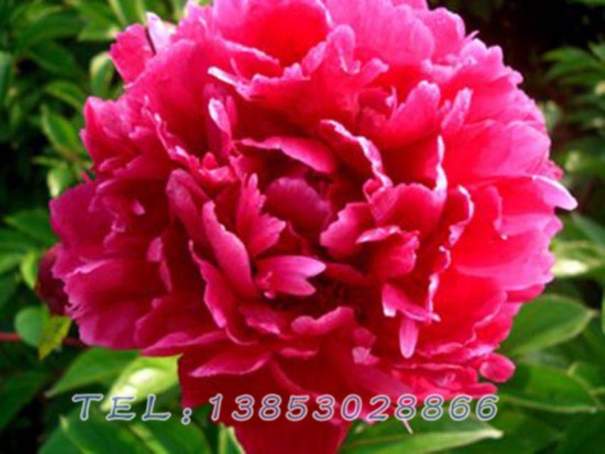 点击查看详细信息<br>标题：紫色芍药 阅读次数：1596