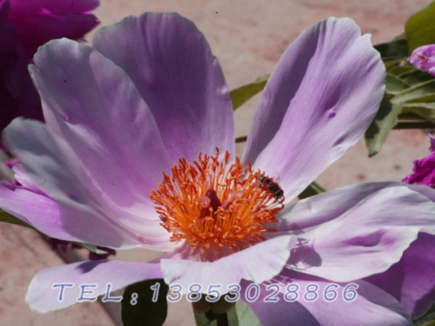 点击查看详细信息<br>标题：紫色芍药 阅读次数：1570