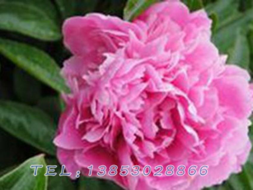 点击查看详细信息<br>标题：蓝色芍药 阅读次数：1376