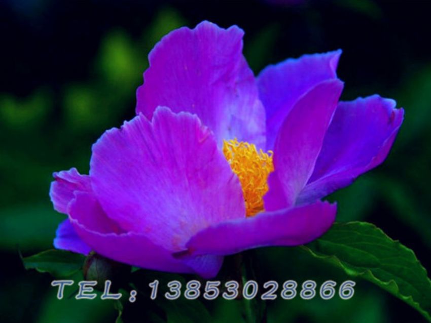 点击查看详细信息<br>标题：蓝色芍药 阅读次数：1346