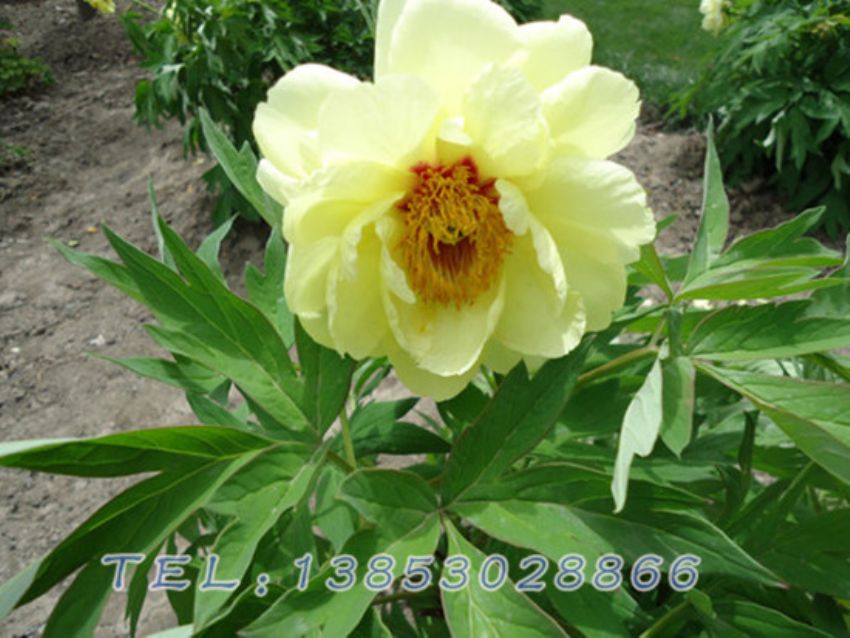 点击查看详细信息<br>标题：黄色芍药 阅读次数：1652