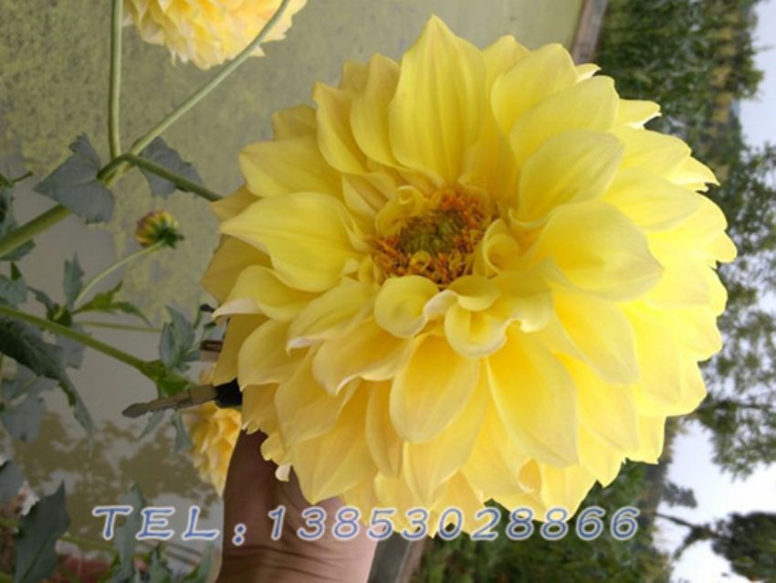 点击查看详细信息<br>标题：黄色芍药 阅读次数：1657