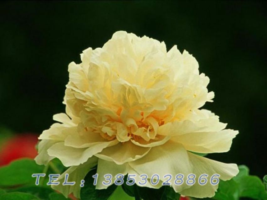 点击查看详细信息<br>标题：黄色芍药 阅读次数：1155