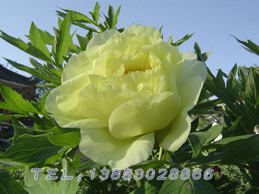 点击查看详细信息<br>标题：黄色芍药 阅读次数：1616
