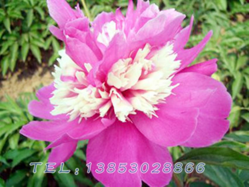 点击查看详细信息<br>标题：复色芍药 阅读次数：1385