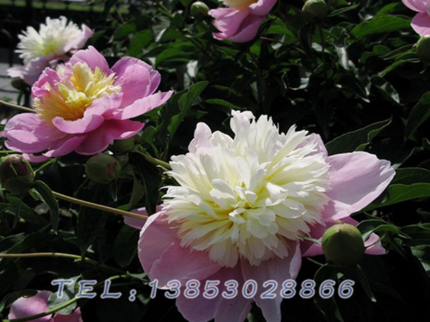 点击查看详细信息<br>标题：复色芍药 阅读次数：1469