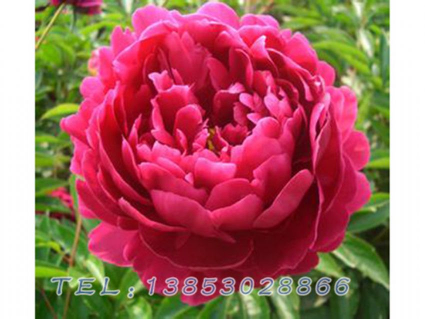 点击查看详细信息<br>标题：红色芍药 阅读次数：1082