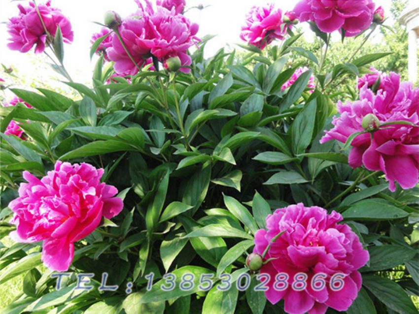 点击查看详细信息<br>标题：红色芍药 阅读次数：1093