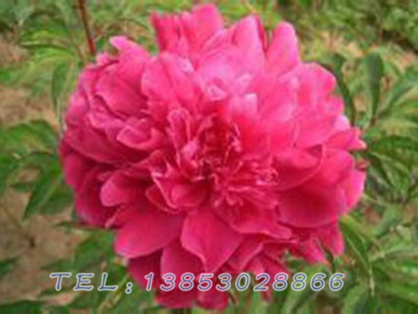 点击查看详细信息<br>标题：红色芍药 阅读次数：1420