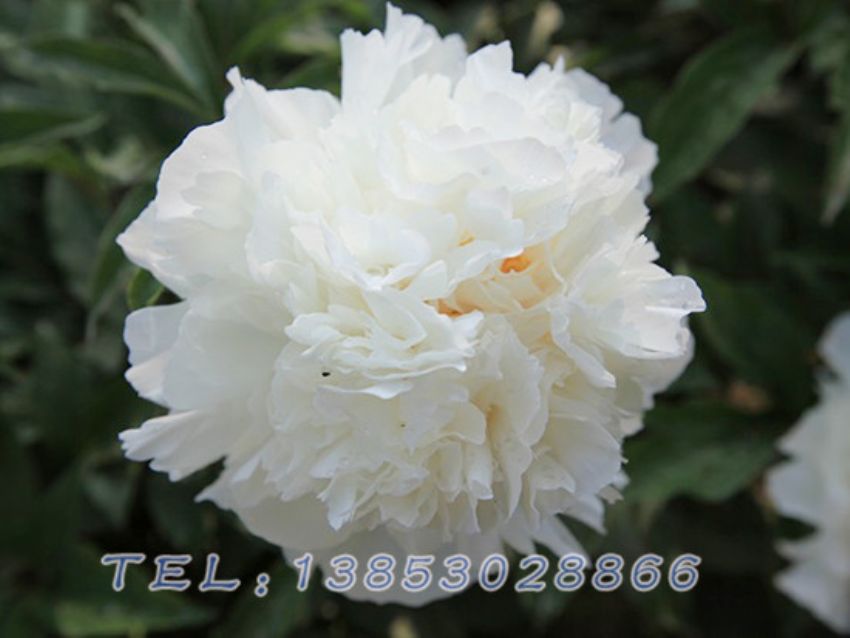 点击查看详细信息<br>标题：白色芍药 阅读次数：1048