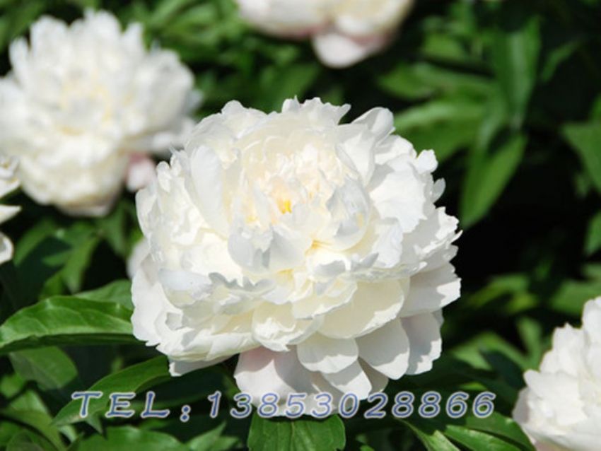 点击查看详细信息<br>标题：白色芍药 阅读次数：1621