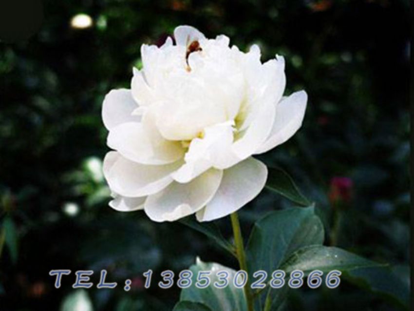 点击查看详细信息<br>标题：白色芍药 阅读次数：1639