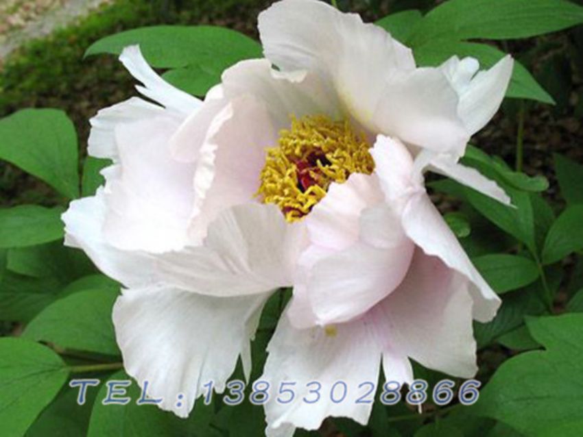 点击查看详细信息<br>标题：白色芍药 阅读次数：1573