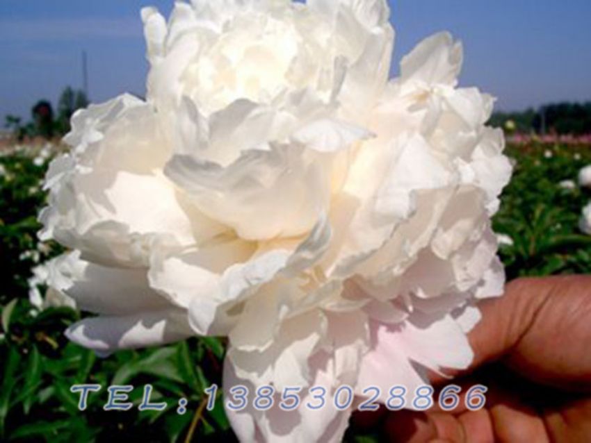 点击查看详细信息<br>标题：白色芍药 阅读次数：1570
