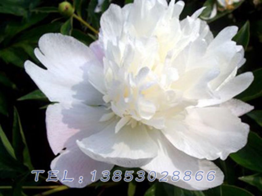 点击查看详细信息<br>标题：白色芍药 阅读次数：1503