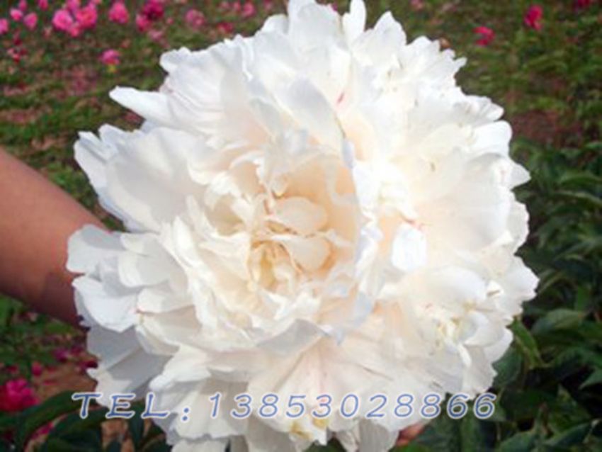 点击查看详细信息<br>标题：白色芍药 阅读次数：1572